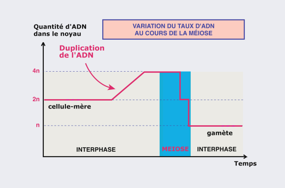 Variation du taux d'ADN au cours d'une méiose - infographie